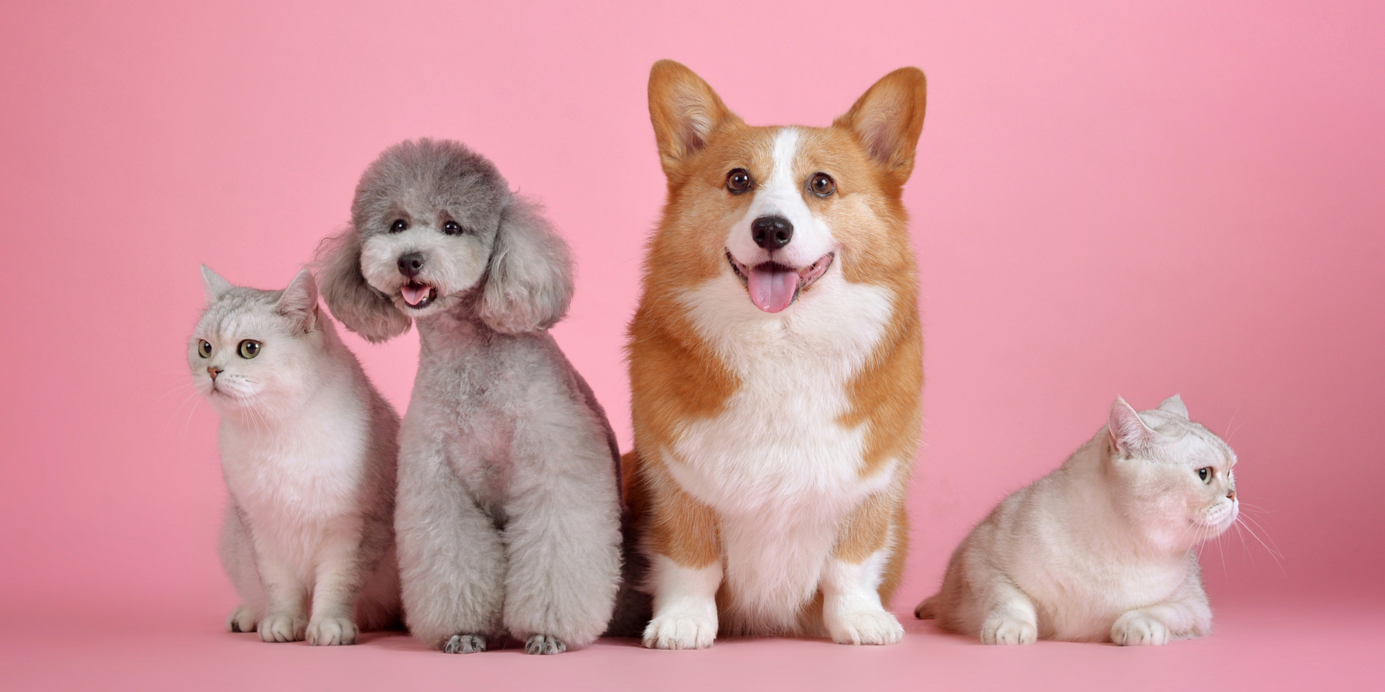 cute poodle, corgie, and kittens