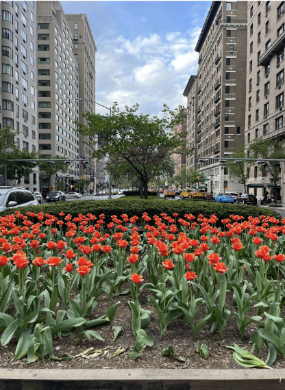 colorful tulips